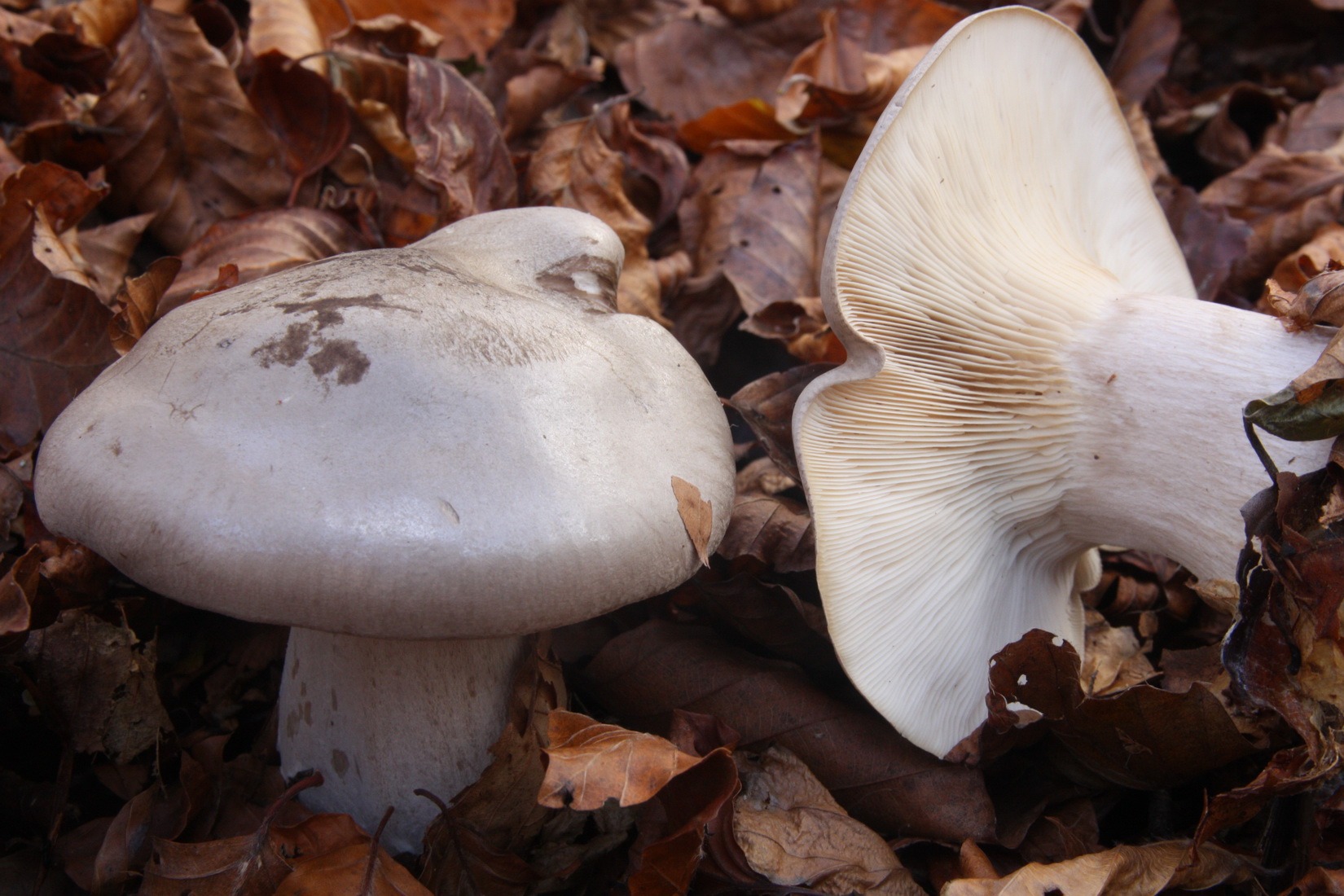 Clitocybe nebularis