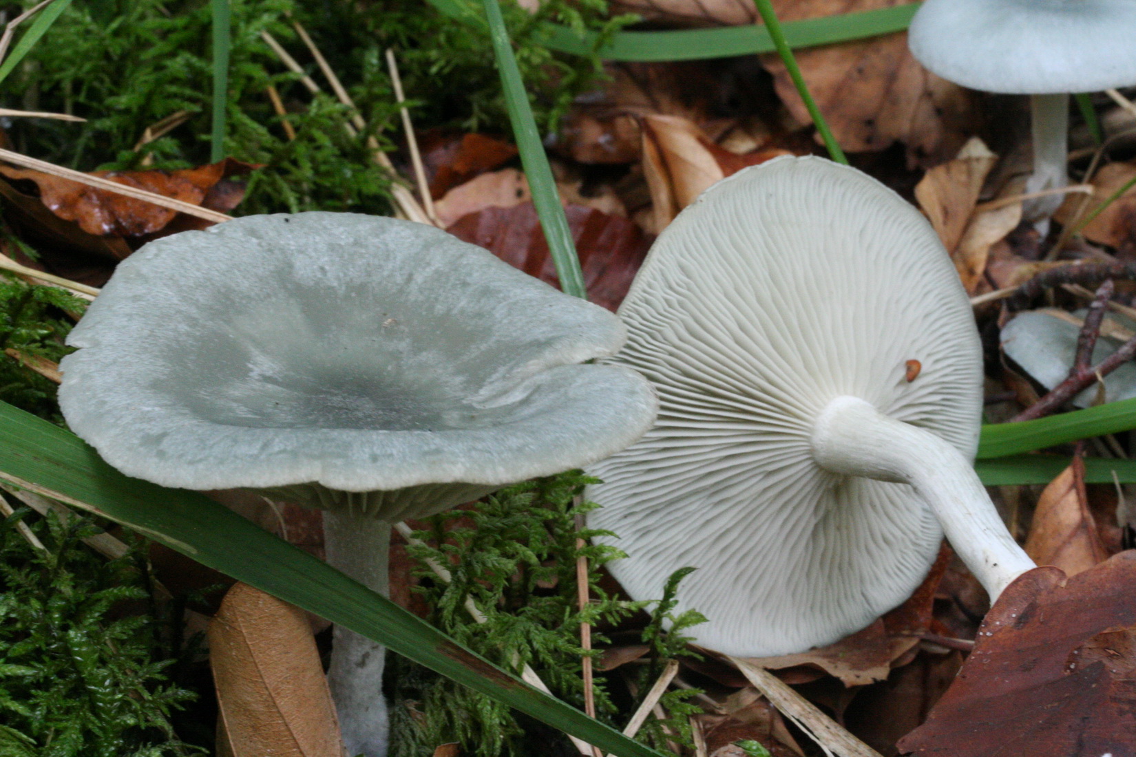 Clitocybe odora