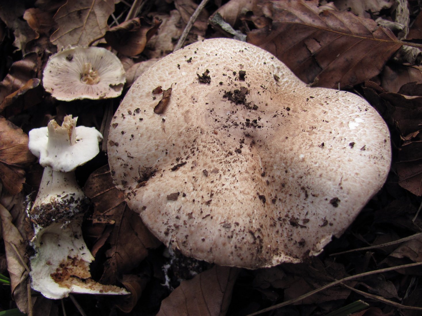 Agaricus porphyrizon