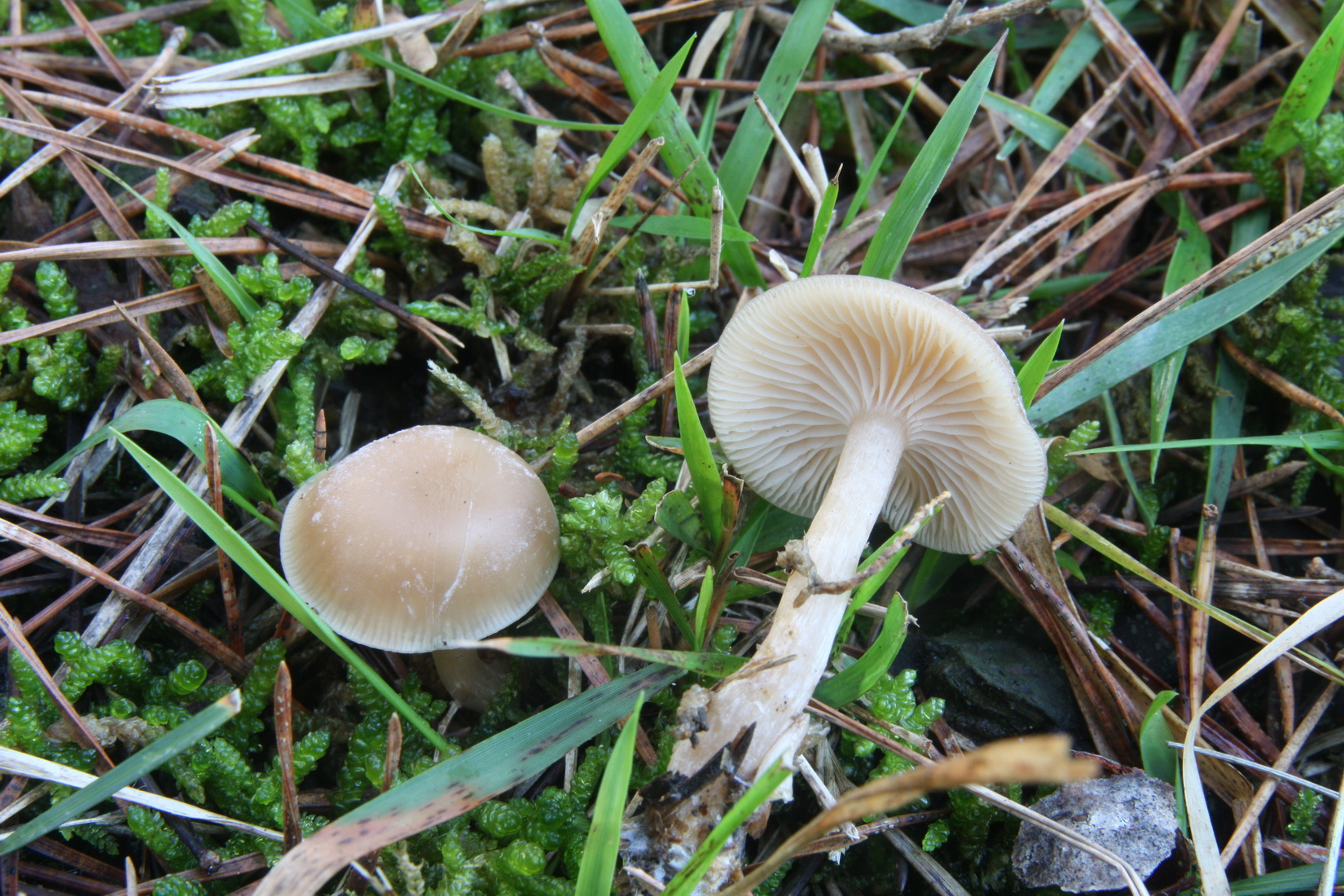 Clitocybe suaveolens