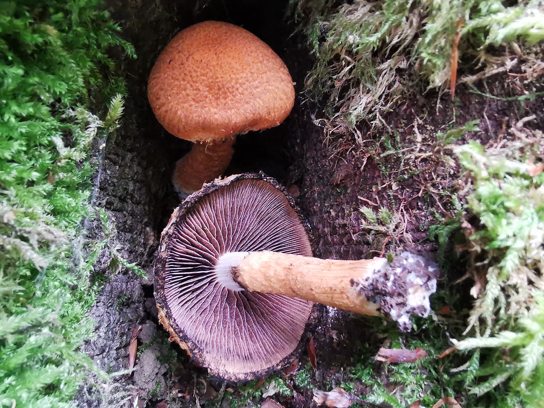 Lacrymaria pyrotricha