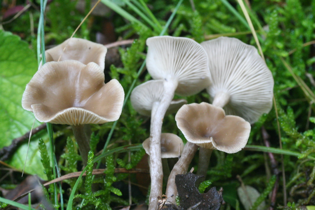 Clitocybe subspadicea
