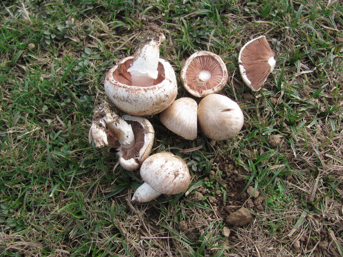 Agaricus cupreobrunneus