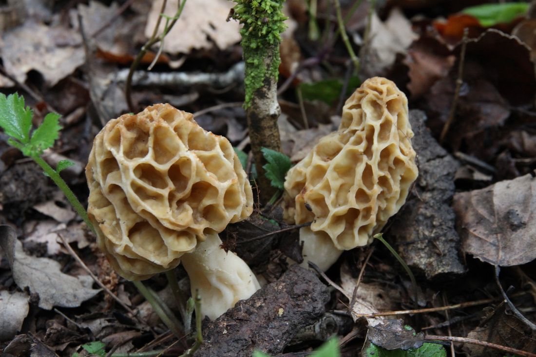 Morchella esculenta