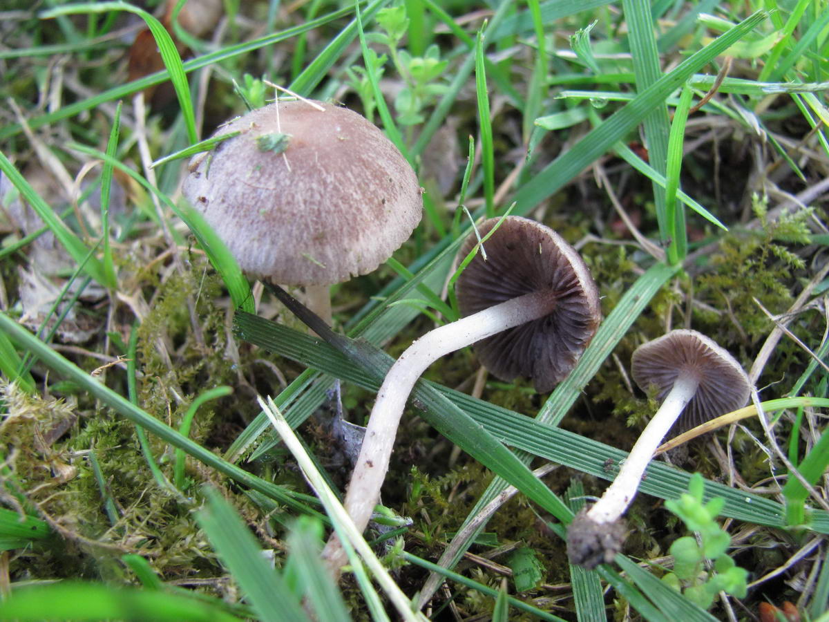 Psathyrella panaeoloides