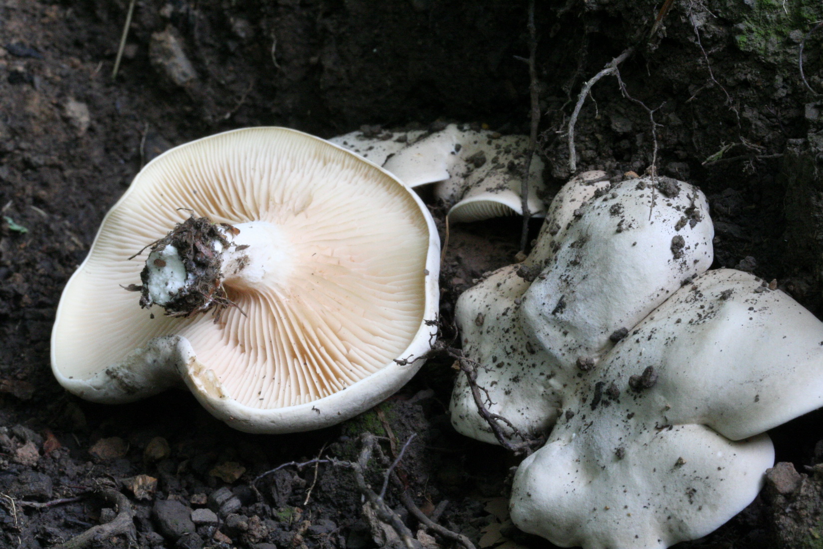 Clitopilus prunulus