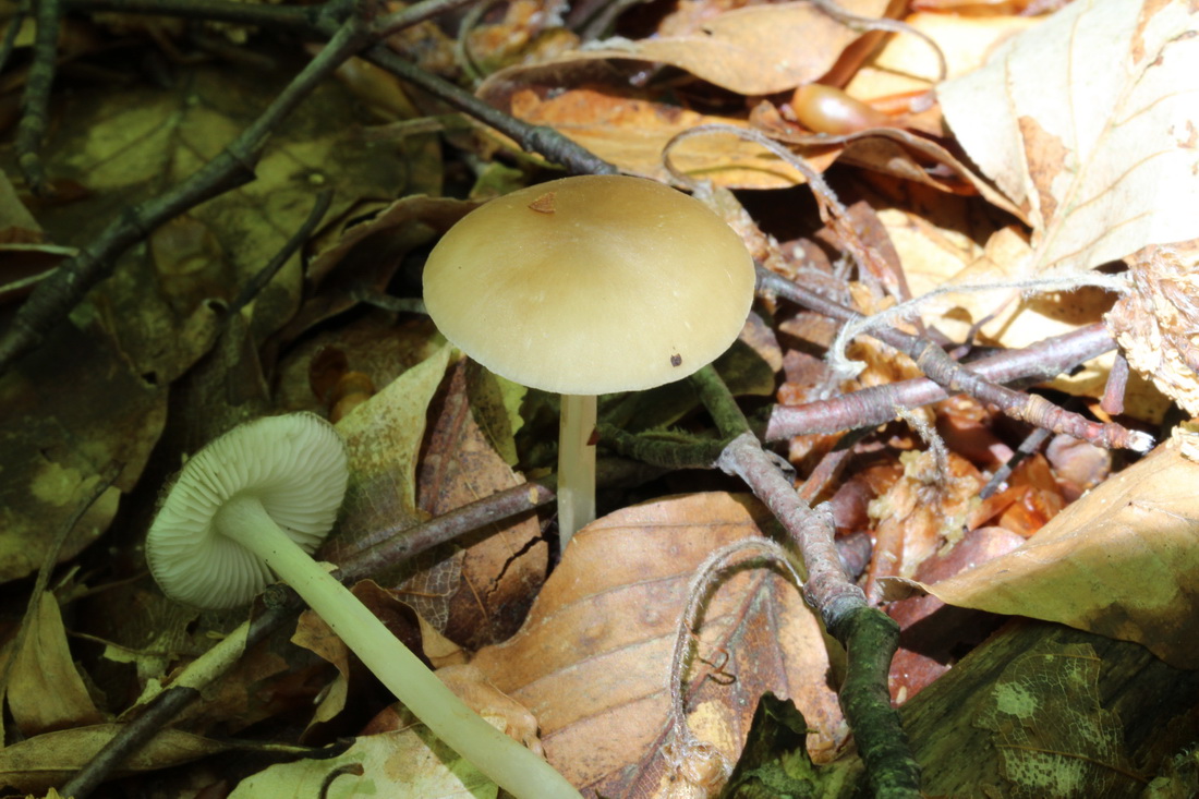 Hydropus subalpinus