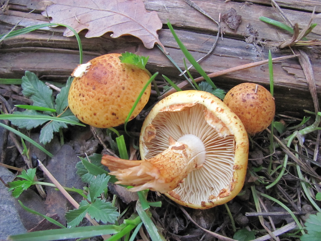 Pholiota jahnii
