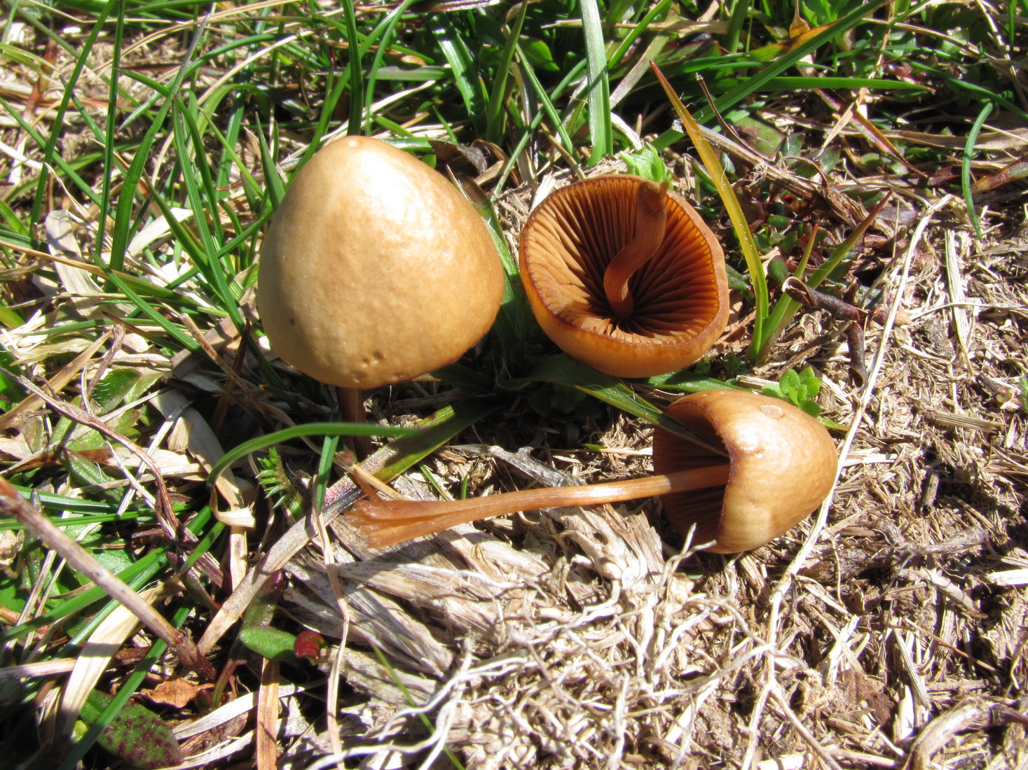 Conocybe semiglobata