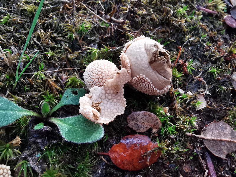 Lycoperdon marginatum