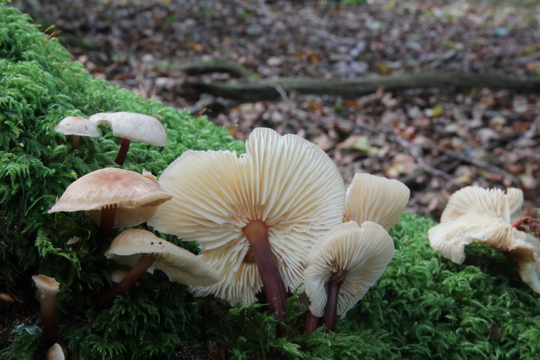 Gymnopus erythropus