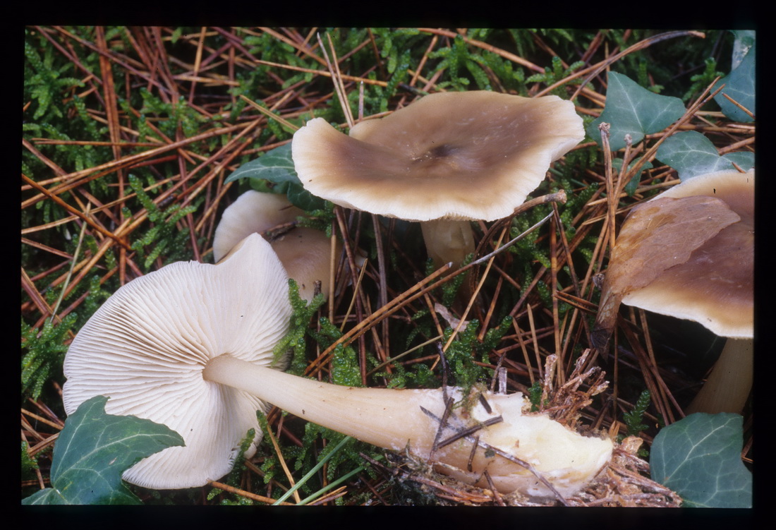 Rhodocollybia butyracea