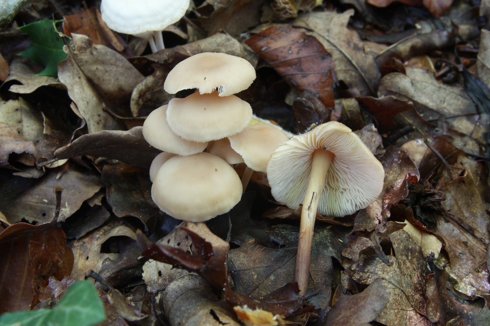 Gymnopus confluens