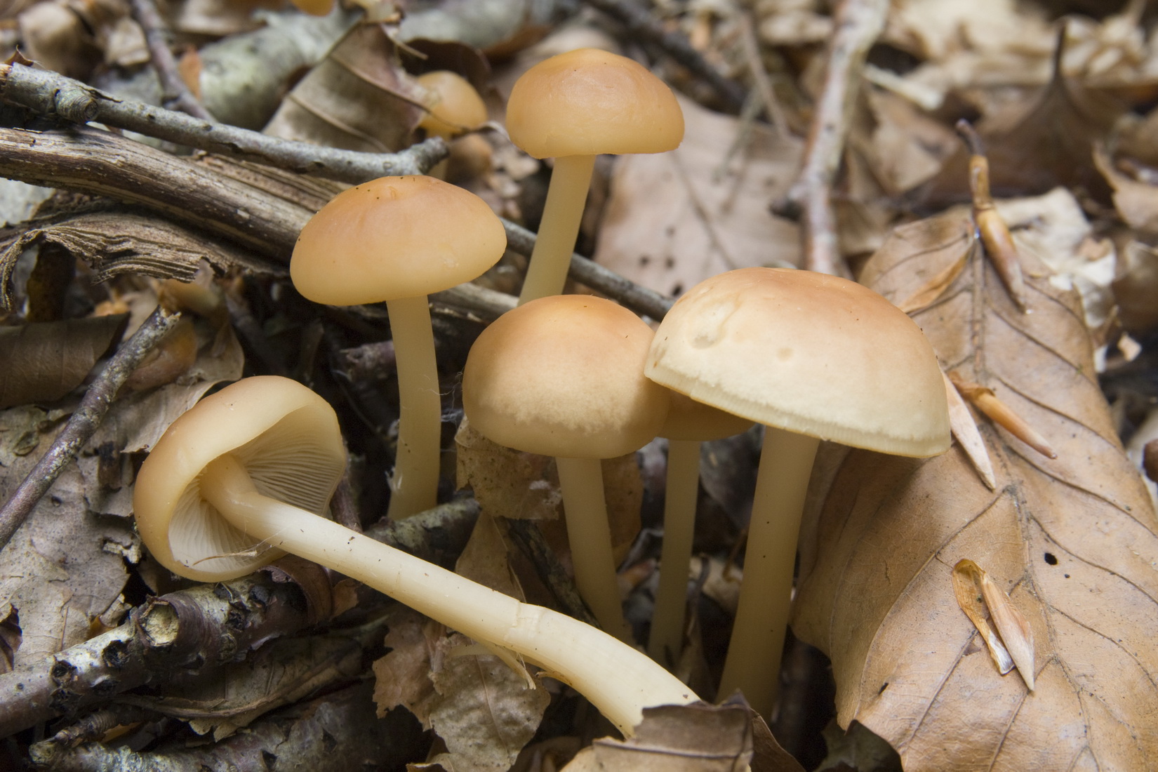 Gymnopus dryophilus