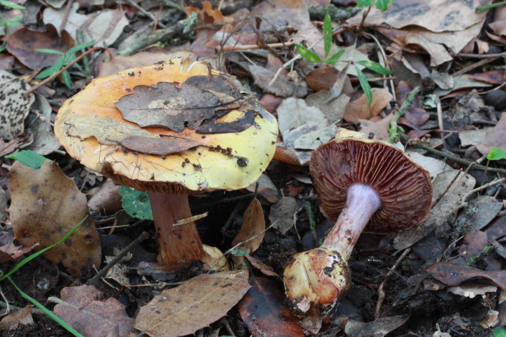 Cortinarius haasii var_quercus-ilicicola
