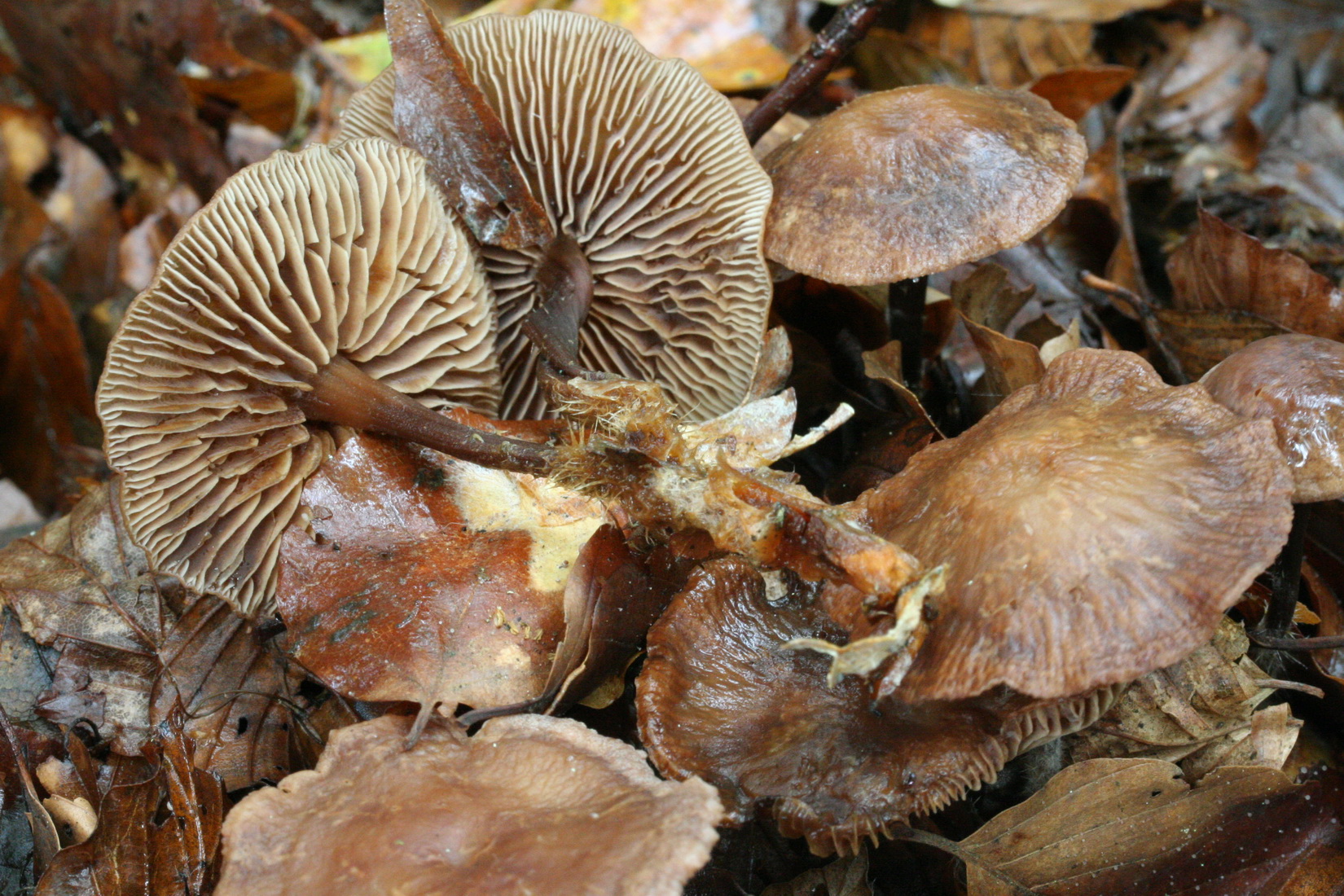 Gymnopus fuscopurpureus