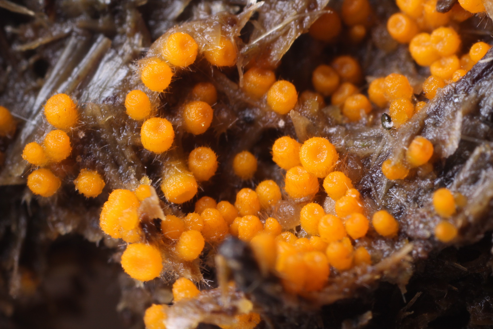 Cheilymenia aurantiacorubra