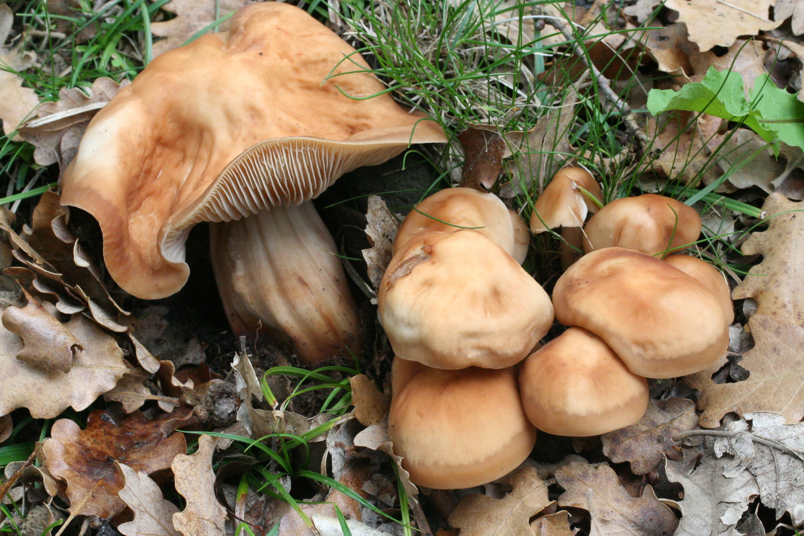 Gymnopus fusipes