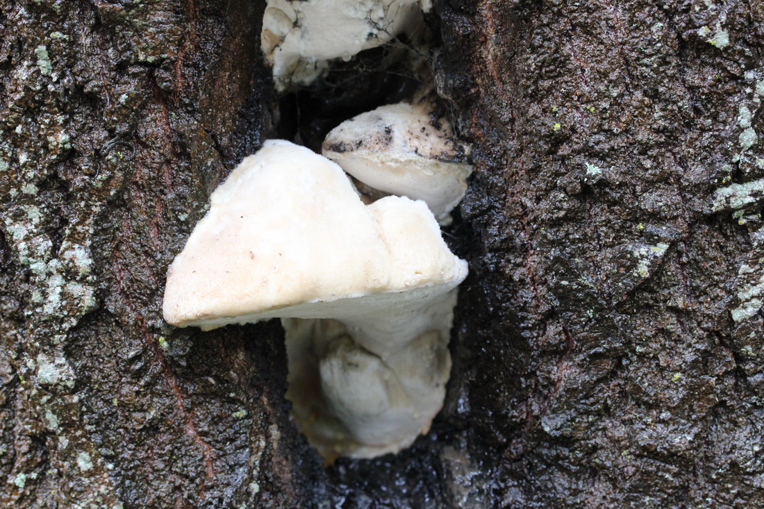 Sarcodontia spumea