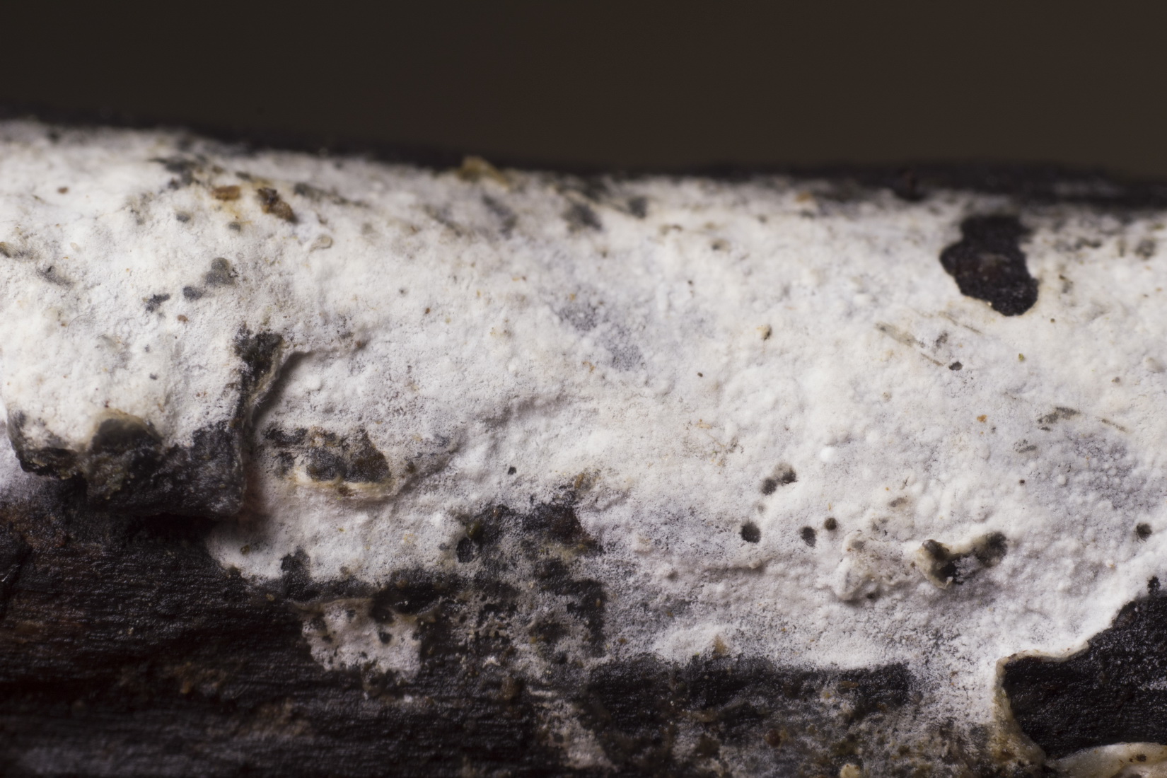 Xylodon asperus