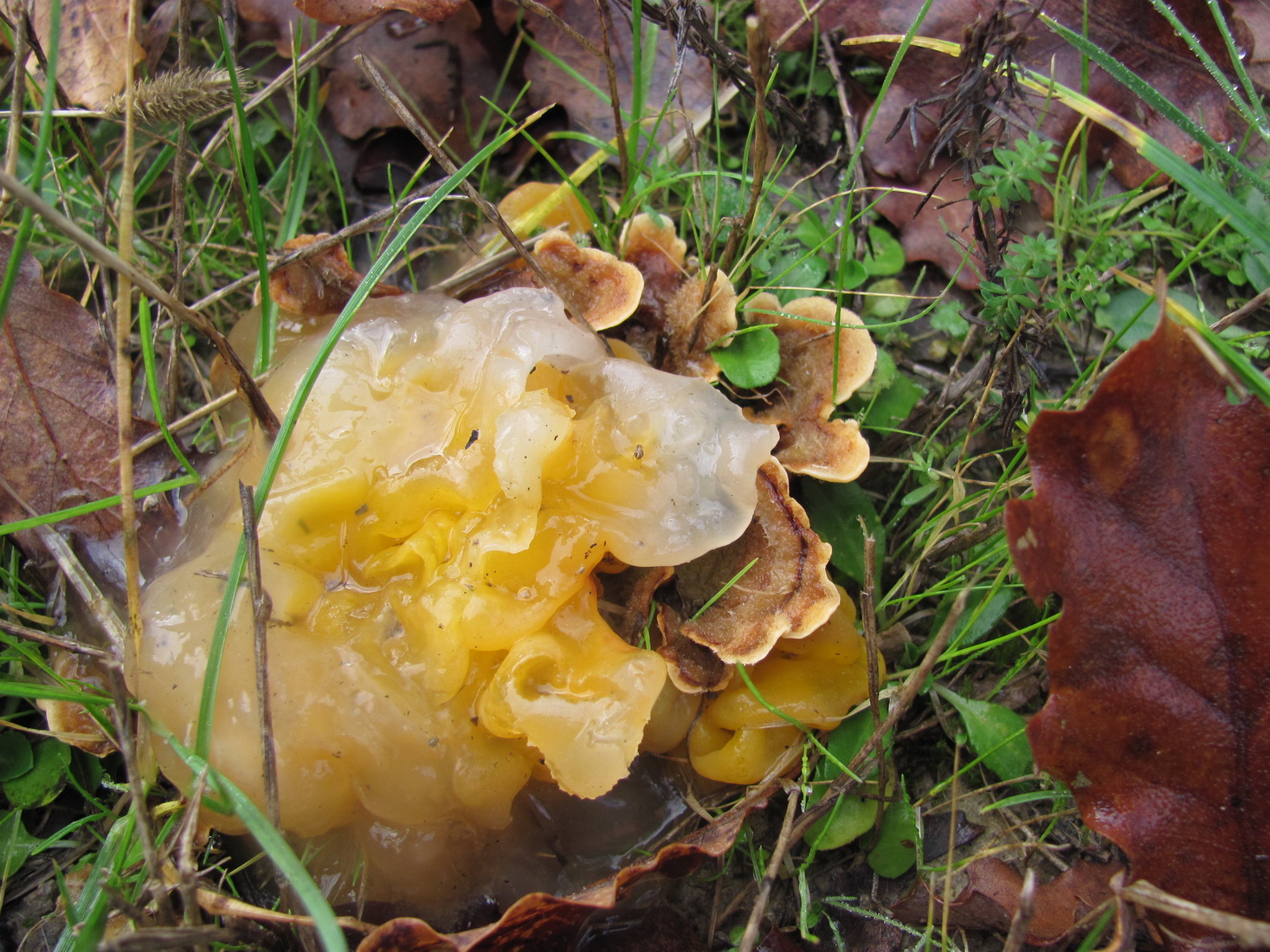 Tremella aurantia