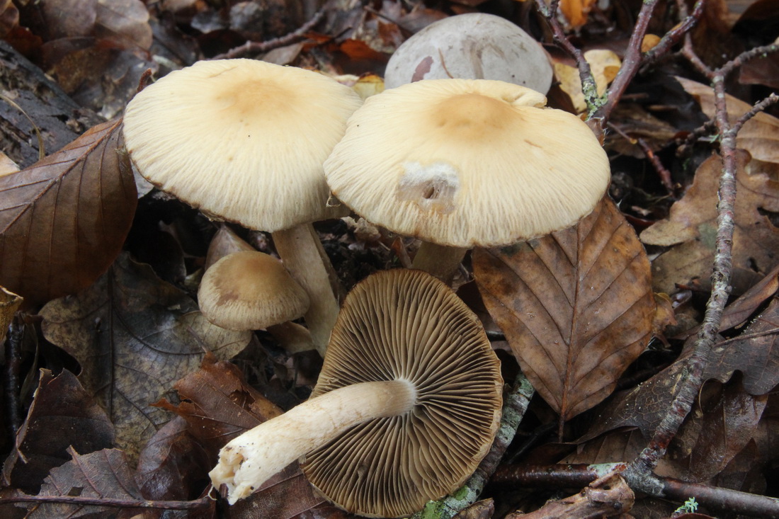 Typhrasa gossypina