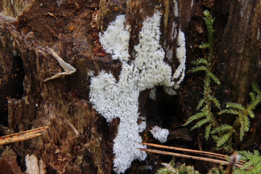 Ceratiomyxa fruticulosa