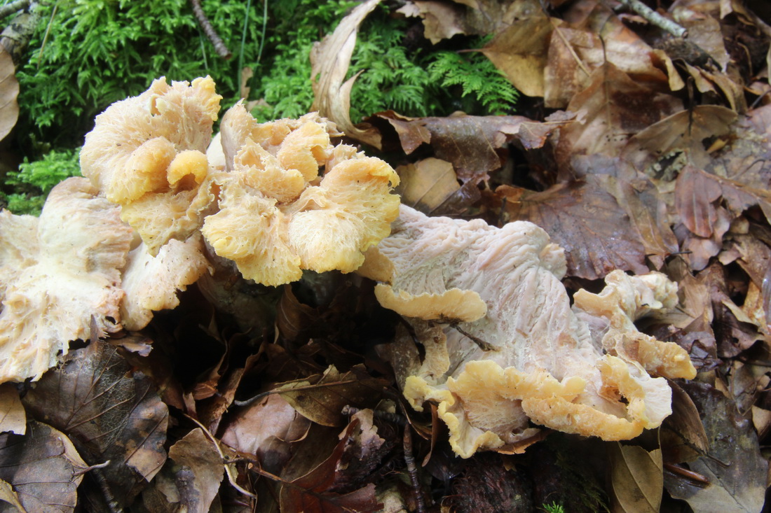 Cantharellus ianthinoxanthus
