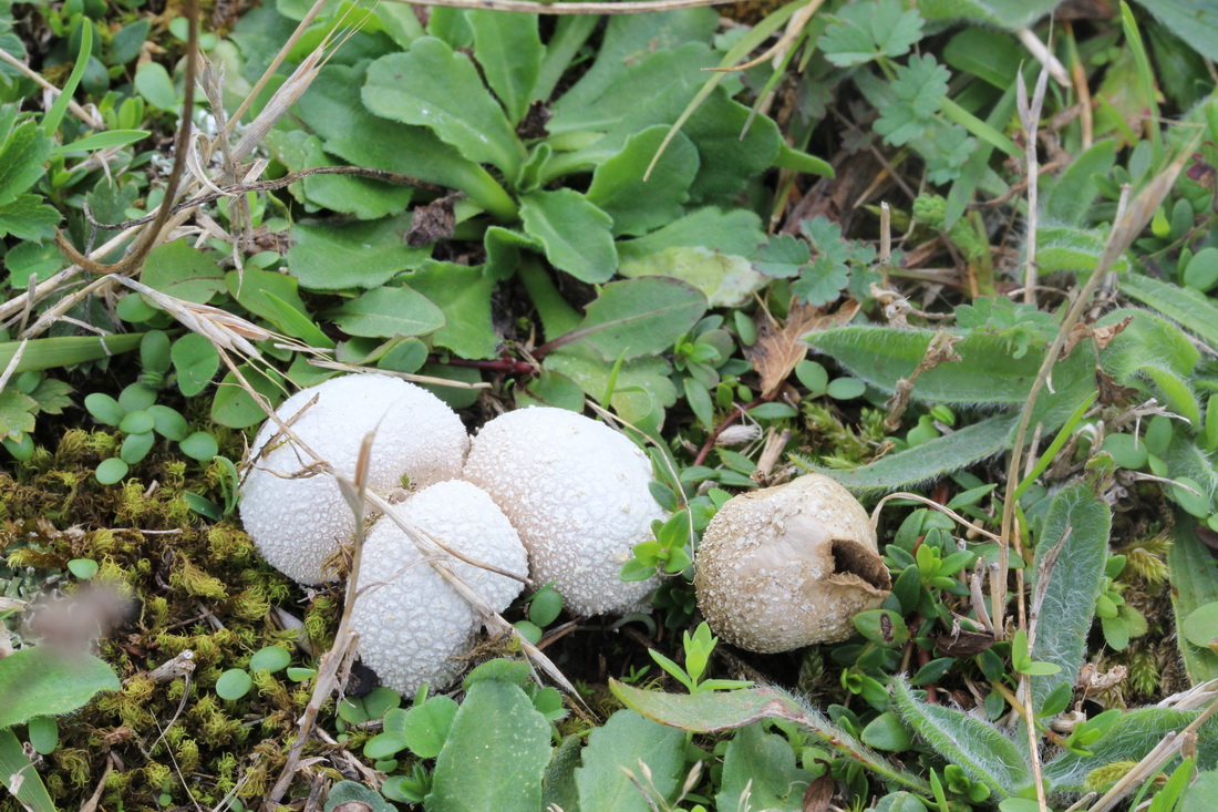 Lycoperdon lividum