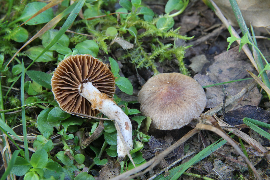 Cortinarius querculus