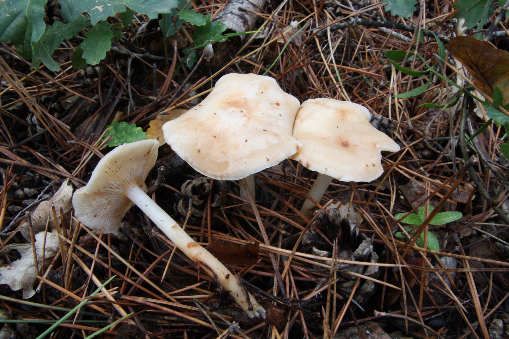 Rhodocollybia maculata
