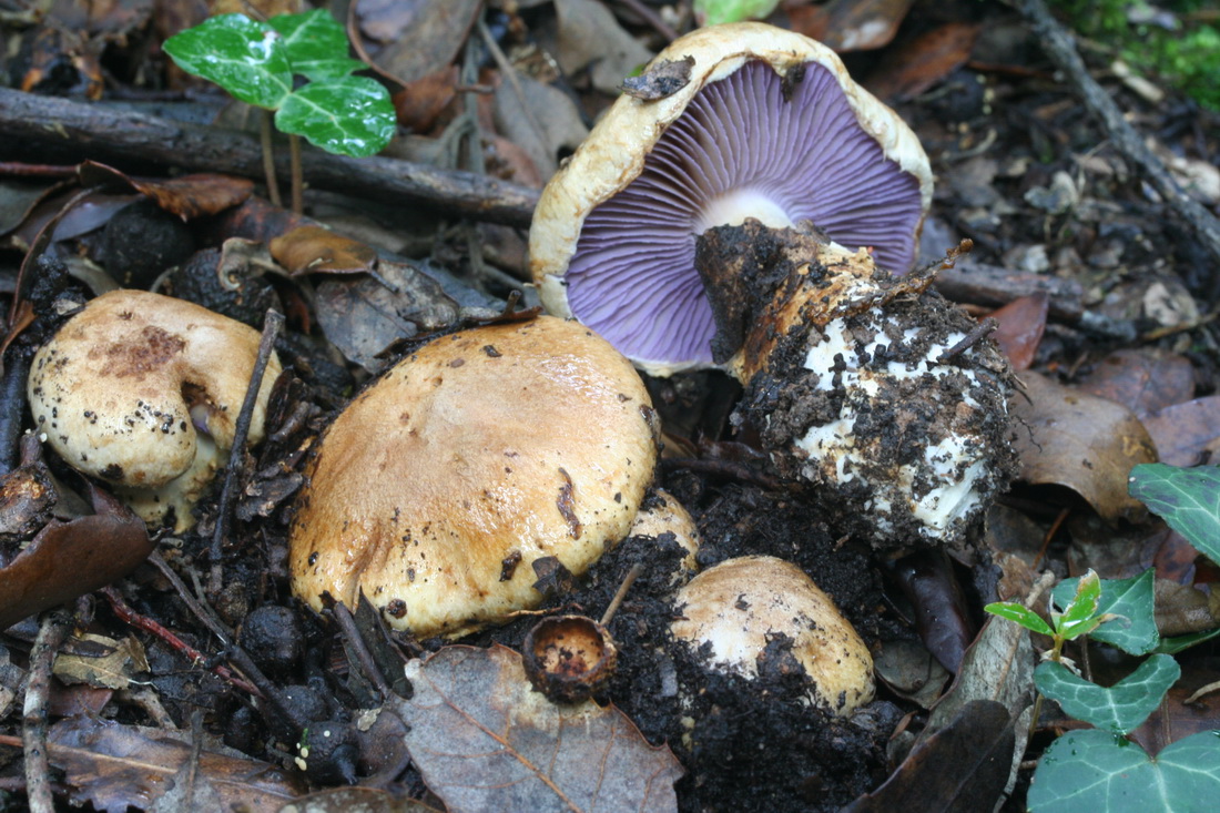 Cortinarius variiformis