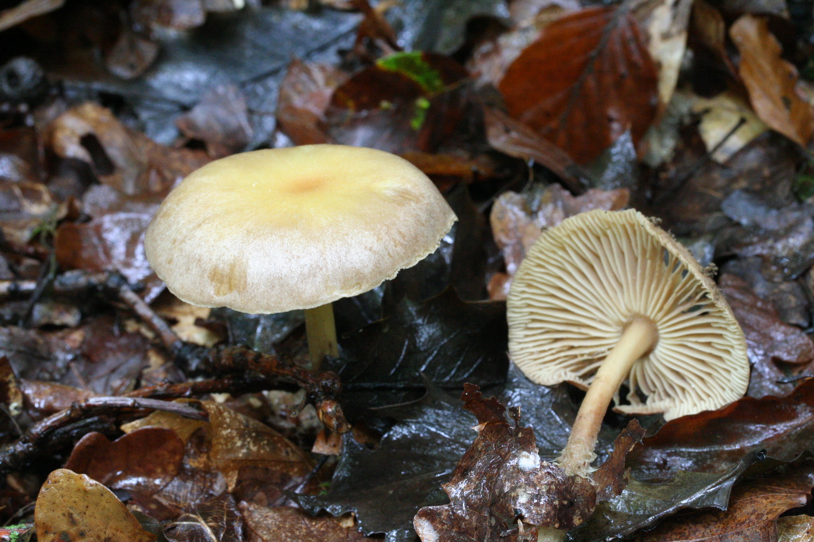 Gymnopus peronatus