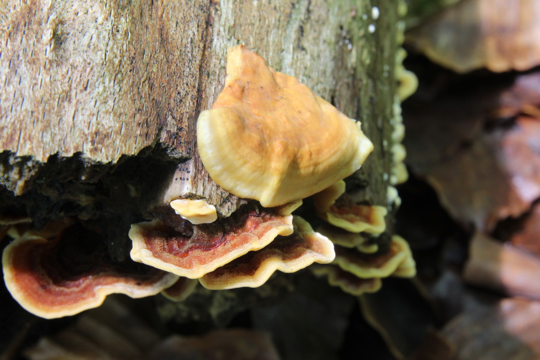 Stereum subtomentosum