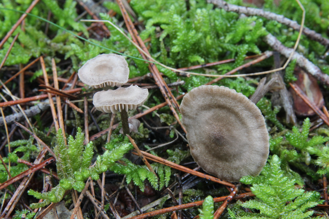 Entoloma cinereo-opacum