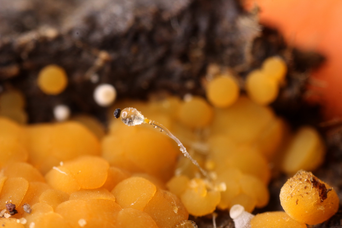 Pilobolus crystallinus
