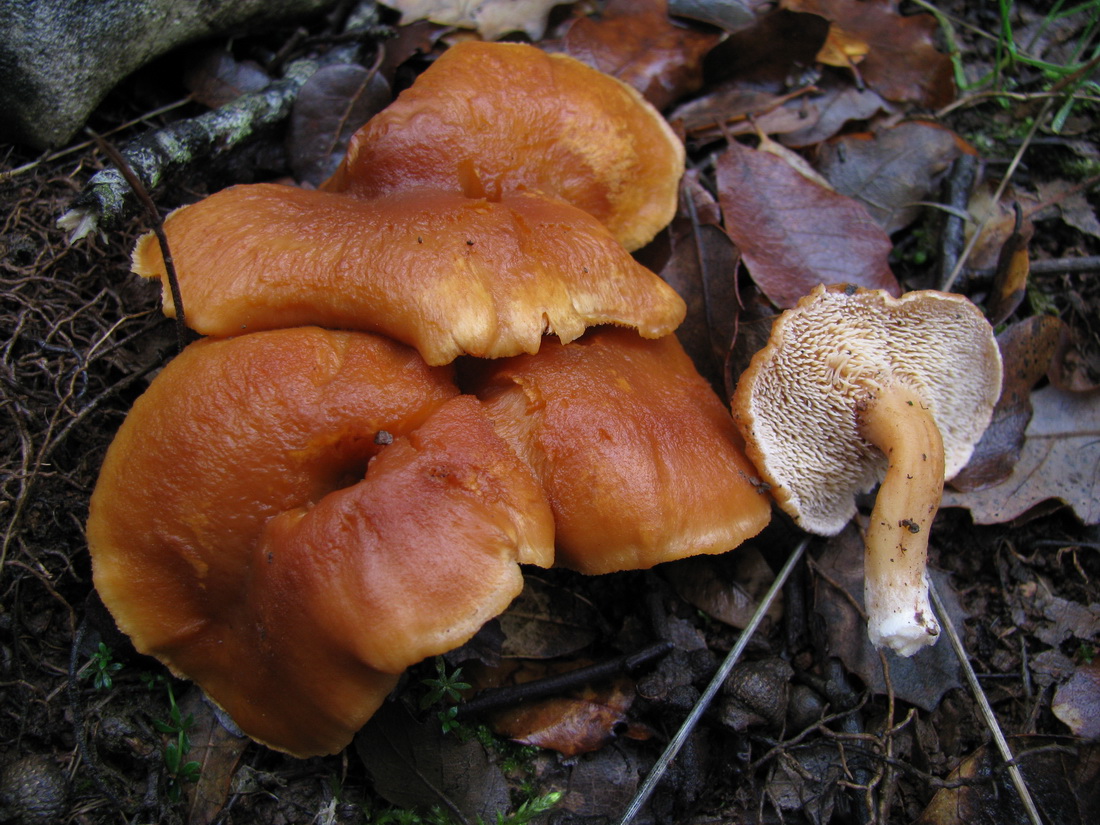 Hydnum ovoideisporum