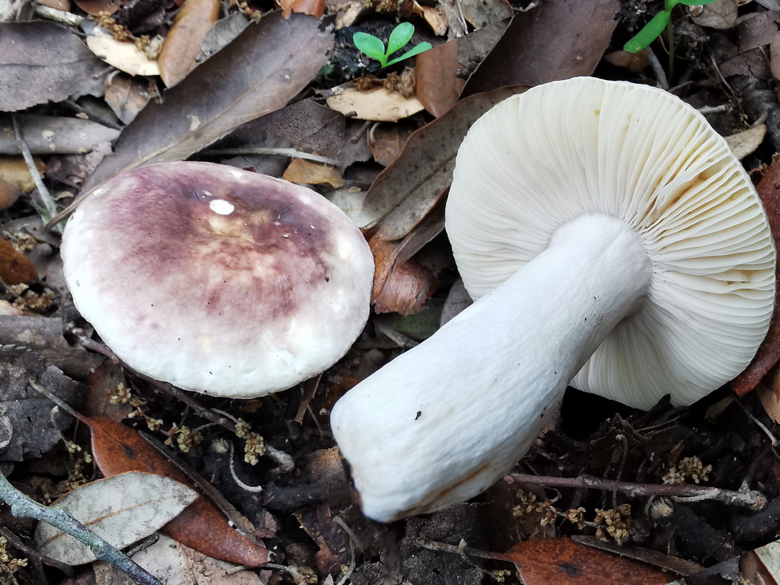 Russula graveolens