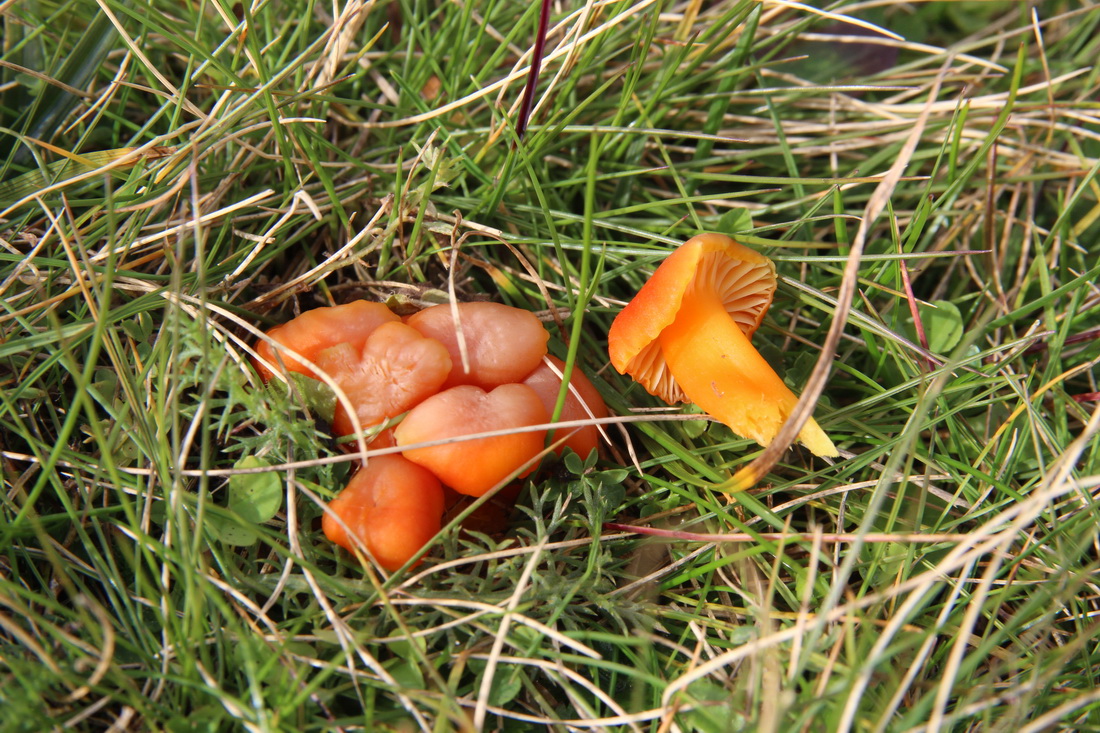 Hygrocybe marchii