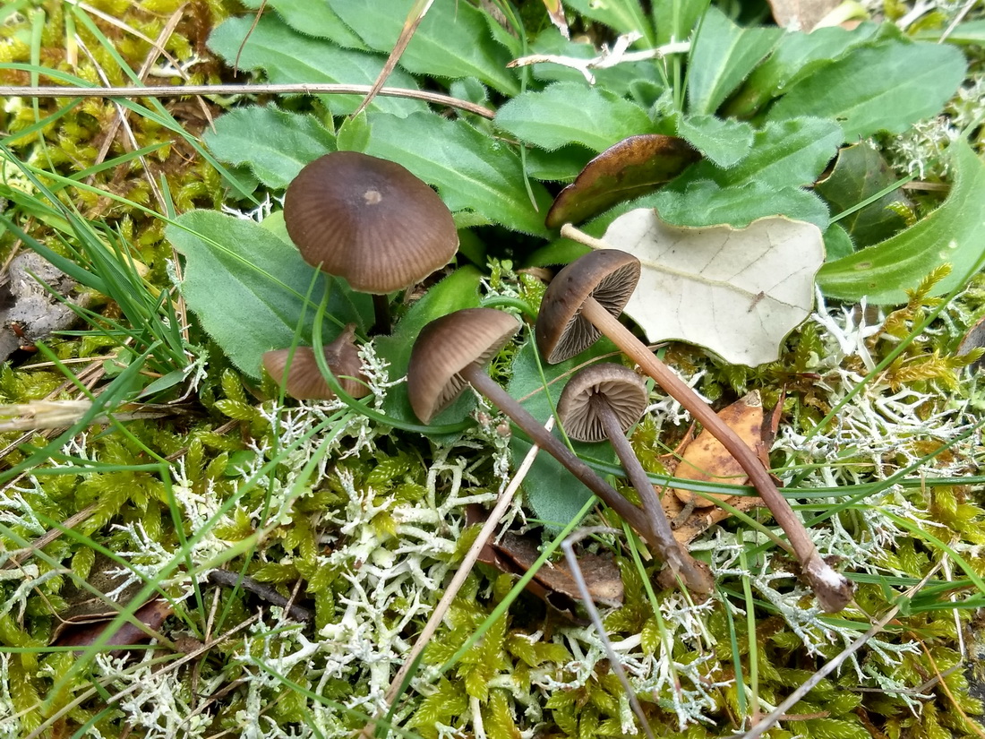 Entoloma occultipigmentatum