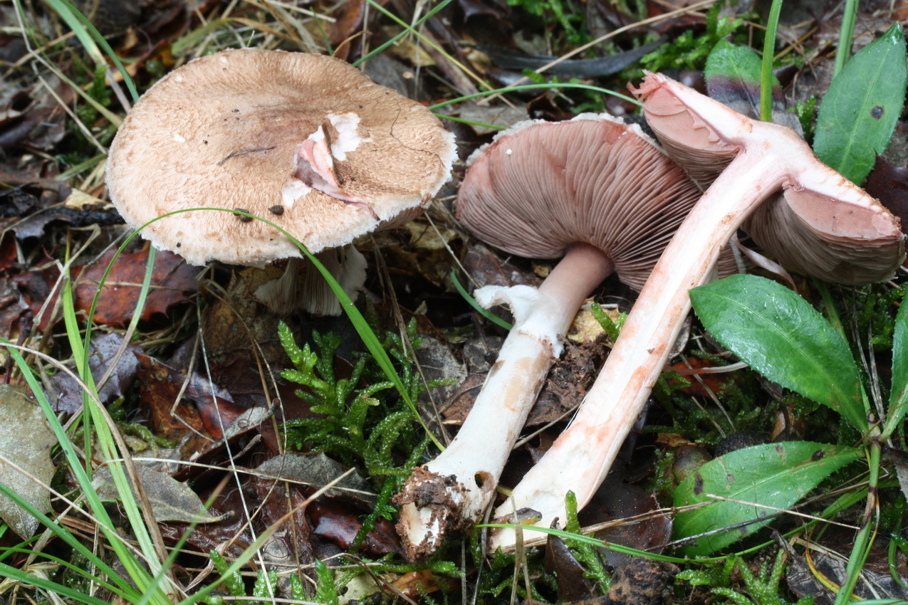 Agaricus silvaticus
