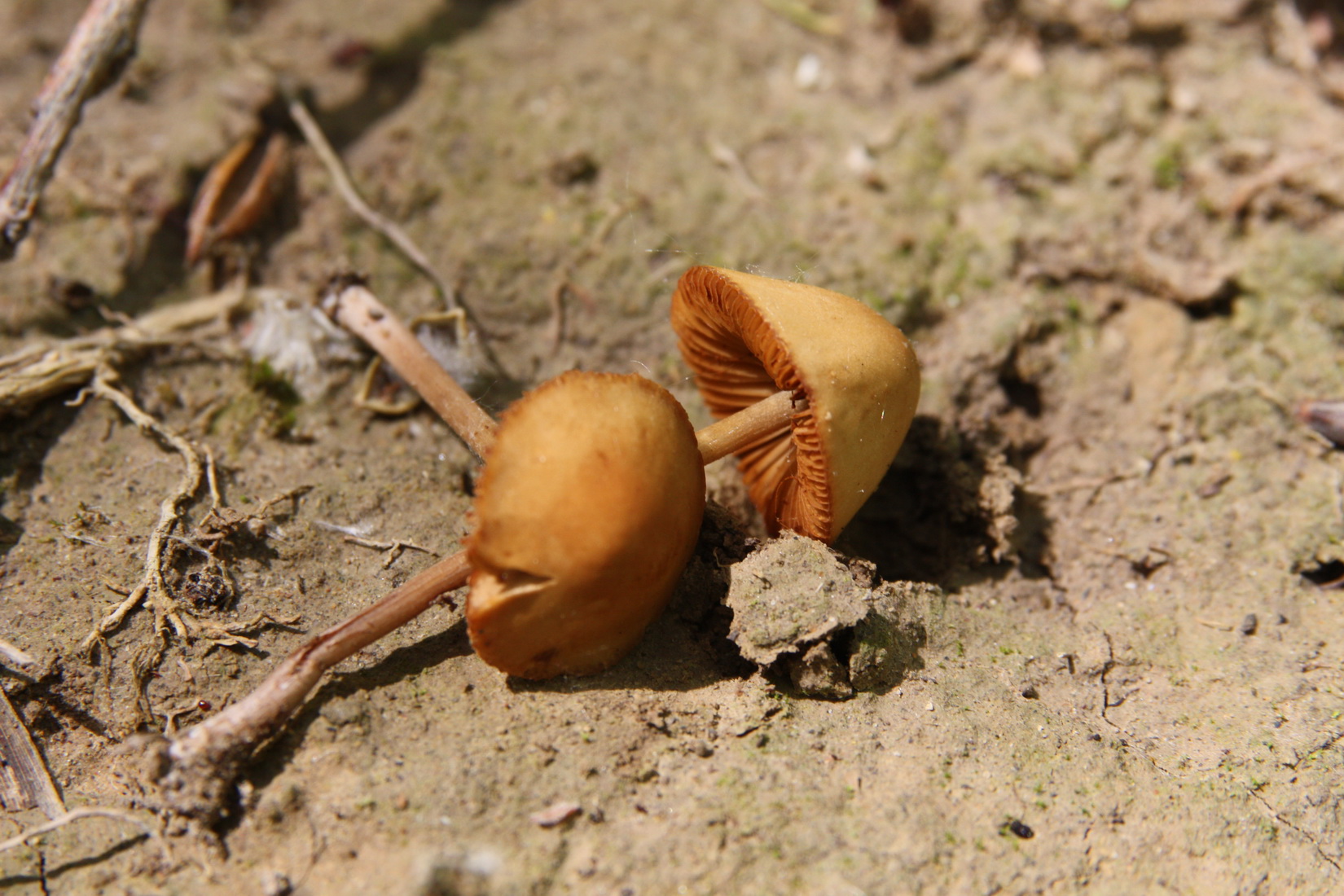Conocybe tenera