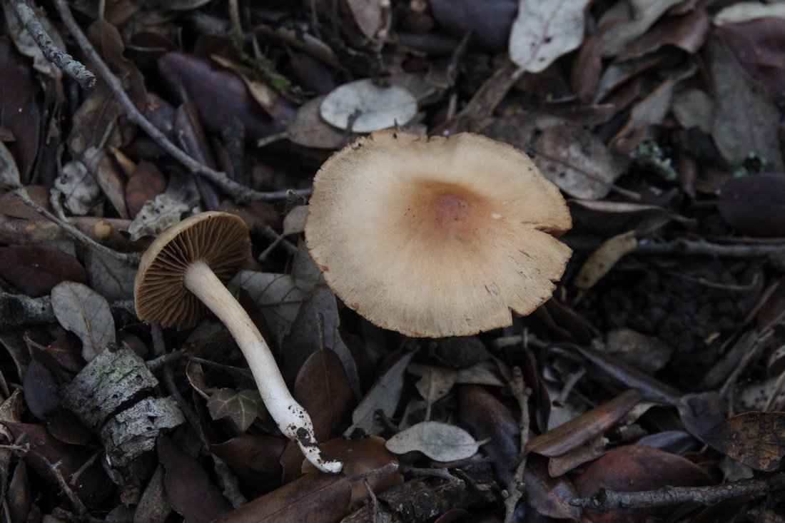 Cortinarius furtimornatus
