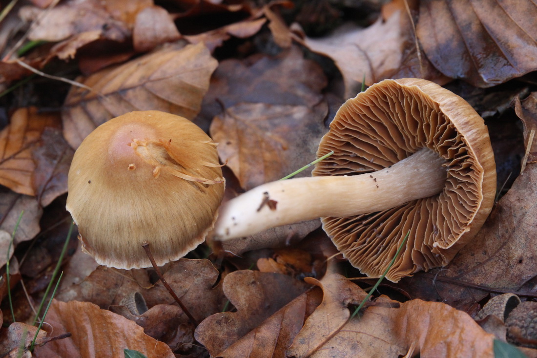 Cortinarius poecilochroma
