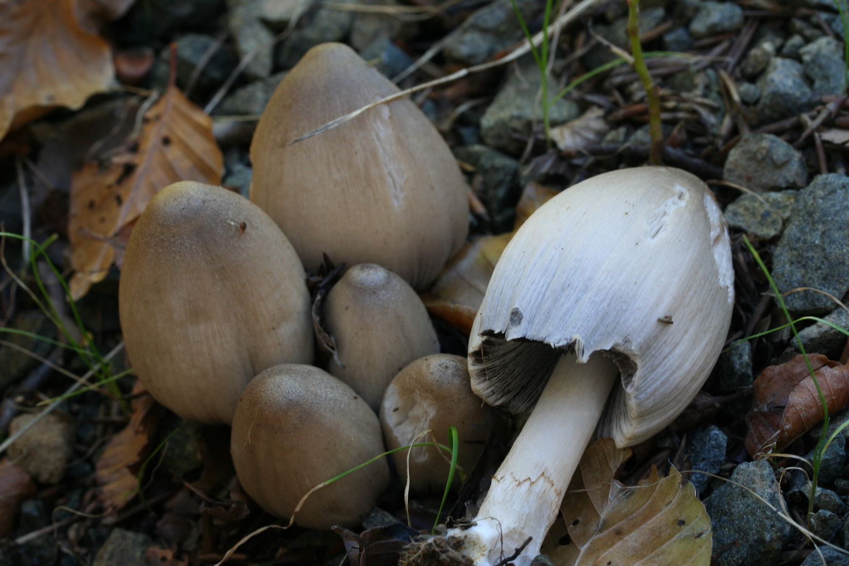 Coprinopsis atramentaria