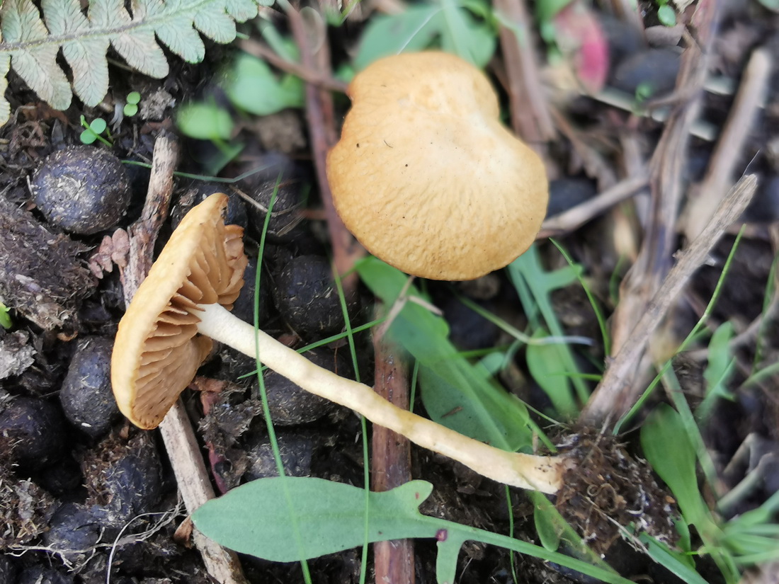 Agrocybe arvalis