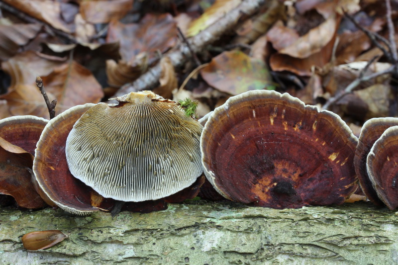 Daedaleopsis tricolor