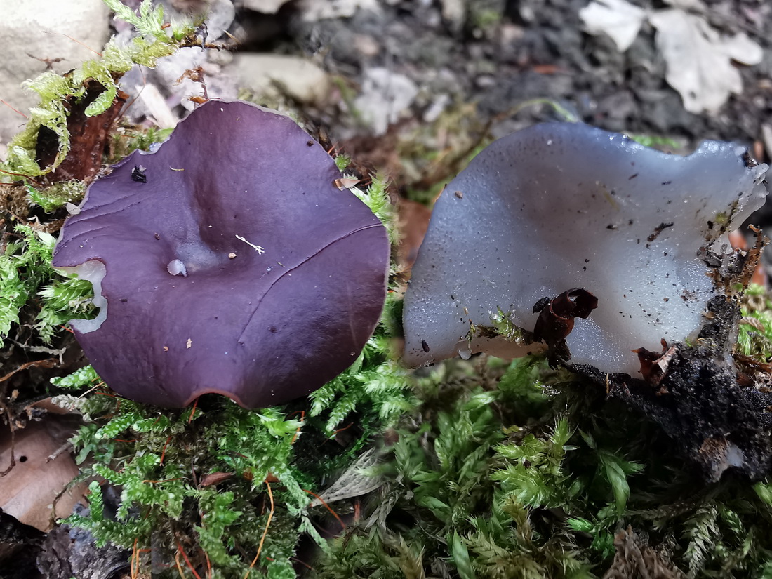 Geoscypha ampelina