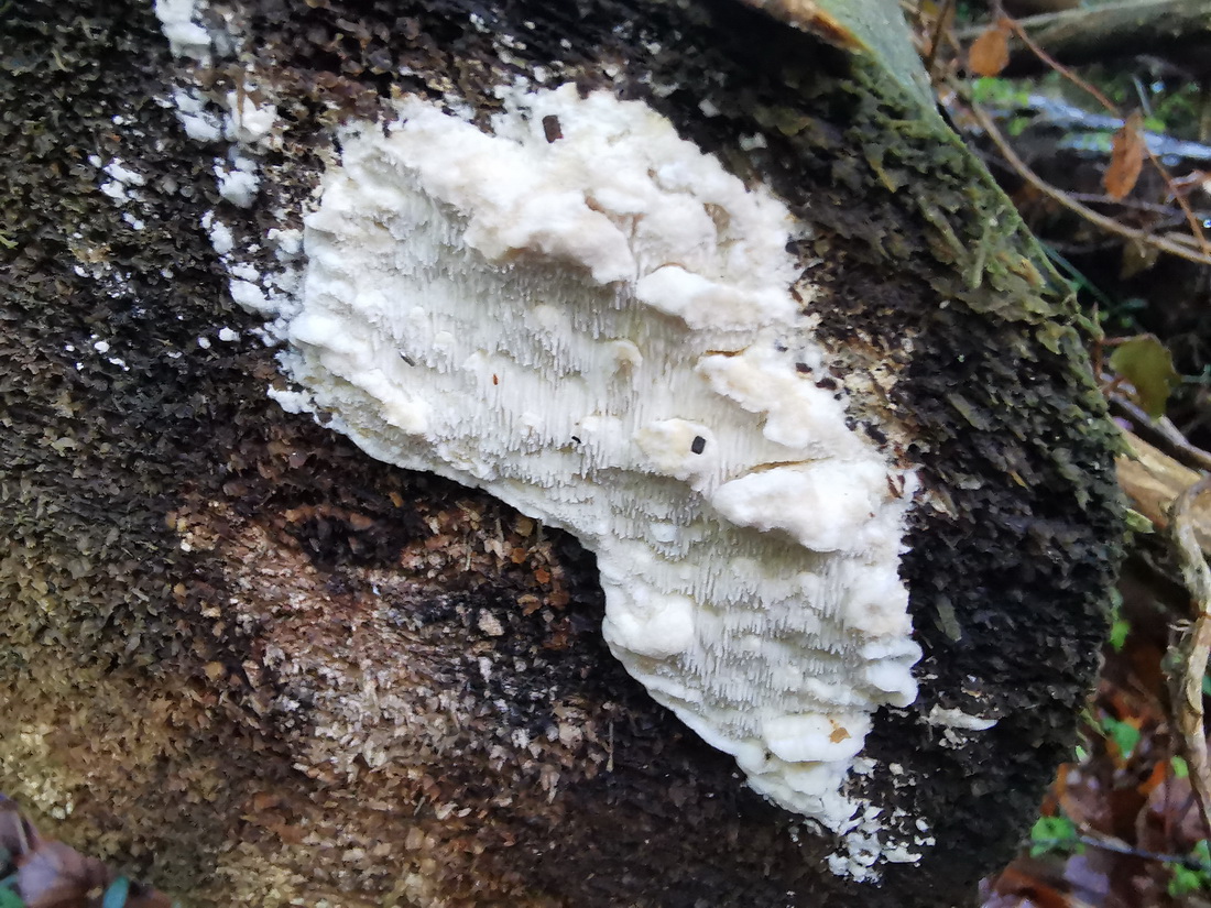 Osteina undosa