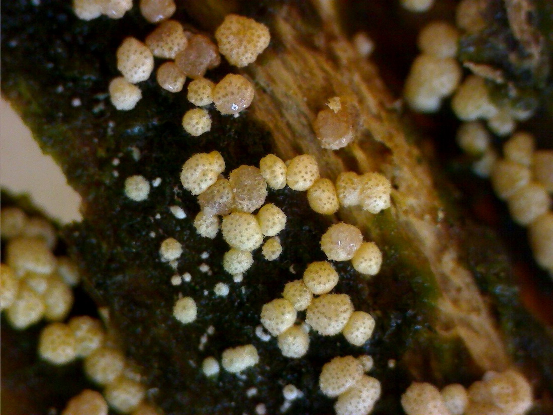 Hypocrea gelatinosa